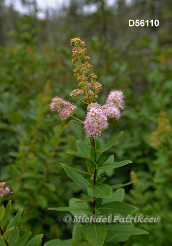 Narrowleaf Meadowsweet (Spiraea alba)